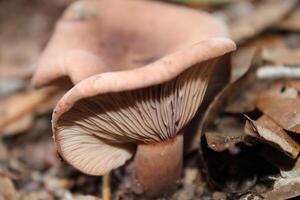 cogumelo crescendo selvagem em a floresta chão. foto