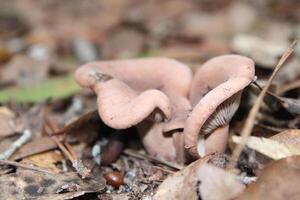 cogumelo crescendo selvagem em a floresta chão. foto
