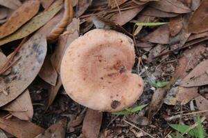 cogumelo crescendo selvagem em a floresta chão. foto