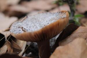 cogumelo crescendo selvagem em a floresta chão. foto