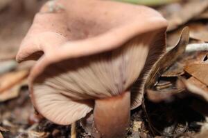 cogumelo crescendo selvagem em a floresta chão. foto