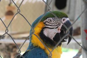 lindo papagaio sentado dentro uma cela às uma jardim zoológico foto