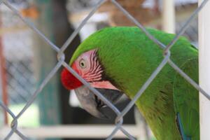 lindo papagaio sentado dentro uma cela às uma jardim zoológico foto