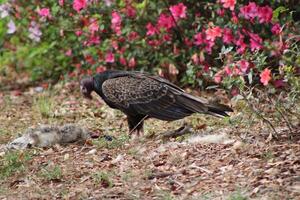 vermelho encabeçado abutre alimentando em estrada da morte. foto