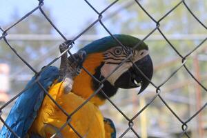 lindo papagaio sentado dentro uma cela às uma jardim zoológico foto