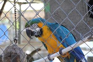 lindo papagaio sentado dentro uma cela às uma jardim zoológico foto