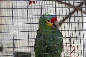 lindo papagaio sentado dentro uma cela às uma jardim zoológico foto