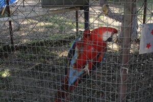 lindo papagaio sentado dentro uma cela às uma jardim zoológico foto