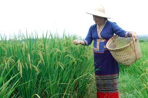 lindo ásia mulher agricultor é às arroz campo, detém cesta, Visita e levar Cuidado arroz plantas depois de crescendo e esperando para colheita. conceito, agrícola estilo de vida. orgânico agricultura. tailandês agricultor. foto