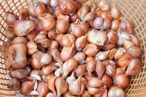 nativo procriar chalotas lâmpadas, vermelho cebolas dentro cesta, preparado para plantinha. conceito, agricultura, plantar Reprodução, plantinha para Próximo estação do crescente. alimentos Produção. foto