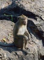 macaco sentado em Rocha foto