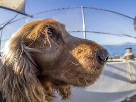 Cocker spaniel cachorro marinheiro em uma vela barco foto