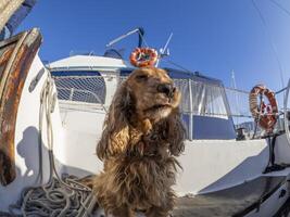 Cocker spaniel cachorro marinheiro em uma vela barco foto