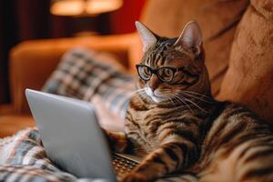 ai gerado gato usando uma computador portátil felino trabalhos a partir de casa participando dentro uma virtual reunião, vestindo óculos para este profissional toque foto