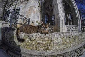 gato lado de fora a túmulo do eyup sultão camii, Istambul, Peru foto