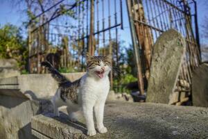disperso gato do Istambul rua retrato foto