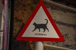 disperso gato do Istambul rua retrato foto