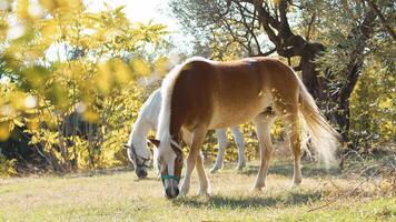 dois cavalos comendo território dentro a meio do secular Oliva árvores dentro Calabria foto