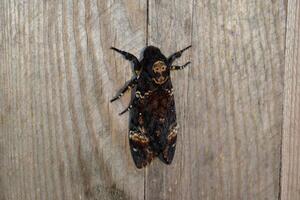 morto cabeça. a ampla borboleta pertencer para família do brazhnik. foto