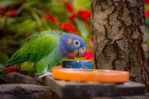 papagaio de cabeça azul foto