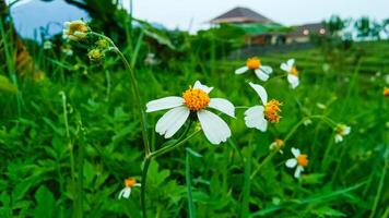 tridax procumbens também conhecido como gletang foto