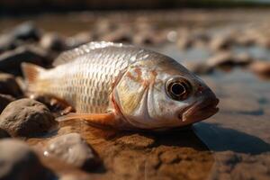 ai gerado seca, natureza e selvagem vida desastre. fechar-se do uma peixe deitado em uma seco rio ou lago foto