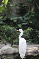 fechar acima do uma kuntul urso ou ardea alba pássaro foto