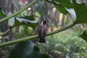 fechar acima do kutilang ou fuliginoso encabeçado bulbul pássaro foto