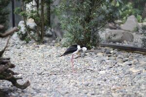 fechar acima do a gangue bayam pássaro ou himantopus leucocéfalo foto