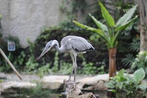 fechar acima do a cangak abu ou ardea cinerea pássaro foto