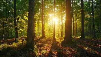 ai gerado uma lindo floresta banhado dentro luz solar Como brilhante raios filtro através a árvores, ai gerado. foto