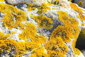 amarelo verde musgo e líquen em uma pedra Rocha Alemanha. foto