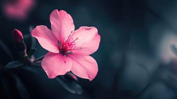 ai gerado uma cativante Rosa flor floresce contra uma impressionante Sombrio fundo, uma vívido contraste do beleza. ai gerado. foto