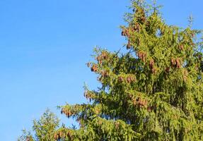 ramo do uma Natal árvore com cones contra a azul céu. foto