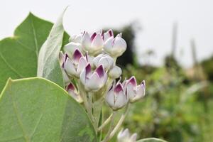 uma fechar acima do uma plantar com roxa flores foto