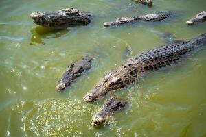 crocodilo alimentando ou pescaria dentro crocodilo Fazenda dentro pattaya, Tailândia foto