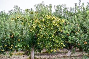 maçã Pomar. linhas do árvores e a fruta do a terra debaixo a árvores foto