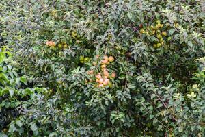 maçã Pomar. linhas do árvores e a fruta do a terra debaixo a árvores foto