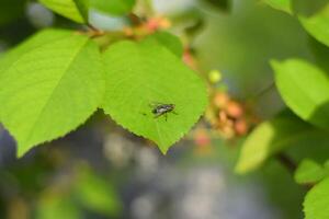 mosca em uma verde folha do cereja. foto