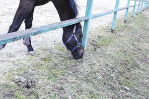 a cavalo caminhou por aí a estádio foto