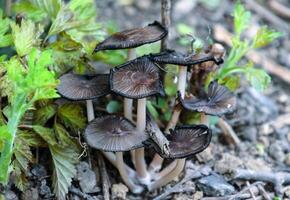 falso cogumelos em a chão. a crescimento do fungos em úmido solo. foto