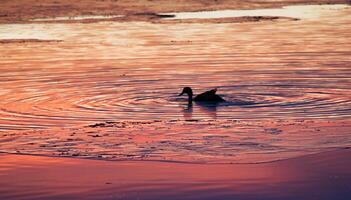 Pato natação às pôr do sol foto