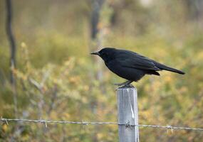 austral Preto pássaro em uma pólo dentro a campo foto