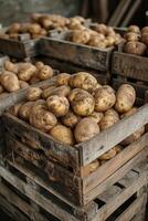 ai gerado rústico de madeira caixotes preenchidas com recentemente colhido batatas foto