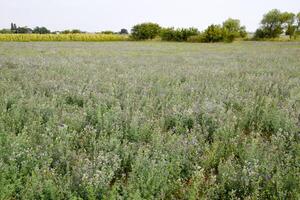 campo do alfafa. ceifa a partir de alfafa. floração campo dentro Primavera. foto