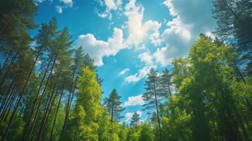 ai gerado lindo natural fundo com verde floresta e azul céu ampla copyspace área com cópia de espaço para texto foto