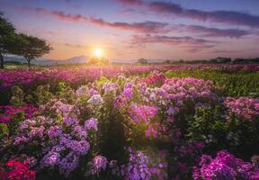 lindo flor jardim às pôr do sol perto cheomseongdae dentro Gyeongju, Gyeongsangbuk-do, república do Coréia. foto