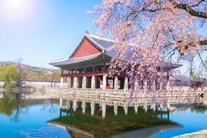 gyeongbokgung Palácio com cereja Flor árvore dentro Primavera Tempo dentro Seul cidade do Coréia, sul Coréia. foto