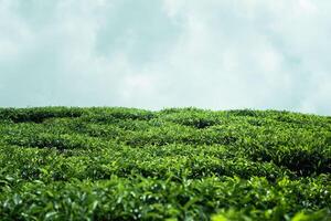 uma cenário do uma verde chá plantação com uma Claro céu e alguns nuvens foto