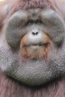 fechar acima face do orangotango, a nativo ótimo macaco do Indonésia e Malásia. orangotango vida dentro sumatra e Bornéu chuva floresta foto